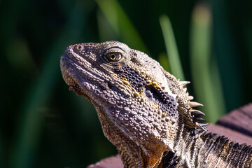 Close up Eastern Water Dragon