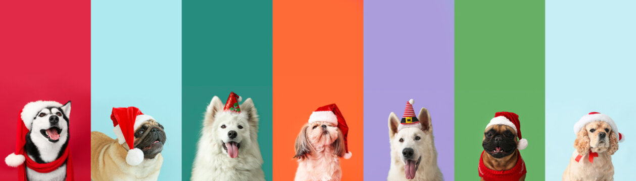 Cute funny dogs in Santa hats on colorful background