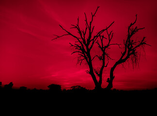 leafless dry black tree with spooky blood red sky. scary horror tree nature background for  theme