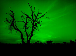 Obraz na płótnie Canvas Leafless dry black tree with spooky dark green sky. scary horror tree nature background for theme
