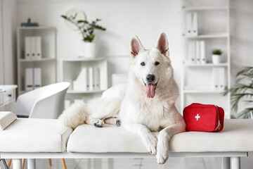 White Shepherd dog with first aid kit on couch in clinic - Powered by Adobe