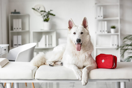 White Shepherd dog with first aid kit on couch in clinic