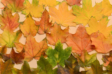 Different beautiful autumn leaves as background