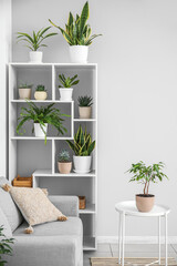 Interior of light living room with houseplants, shelving unit and sofa