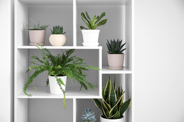 Shelving unit with different houseplants near light wall