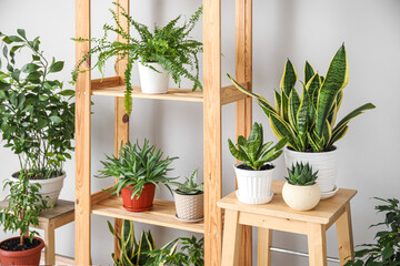 Stools and shelving unit with different houseplants near light wall