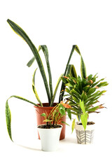 Wilted plants on white background