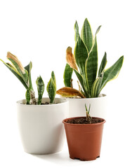 Wilted plants on white background