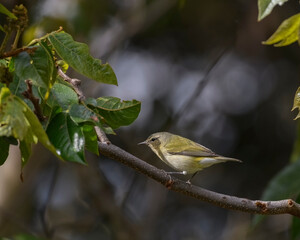 Leiothlypis Peregrina, Tennessi Warbler perched on a tropical Guamo tree. 