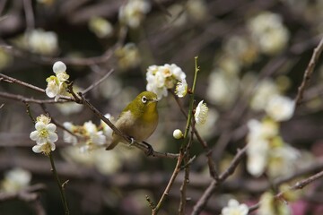 メジロと白梅