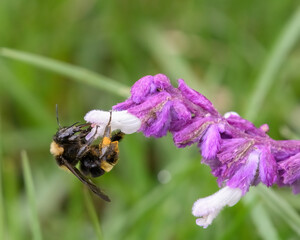 Bumblebee on a Salvia Leucantha flower.