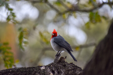 beautiful red-crested cardinal (Paroaria coronata)