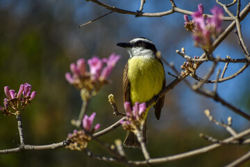 great kiskadee (Pitangus sulphuratus) perching