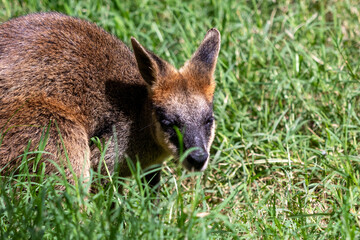 Swamp Wallaby in Grass