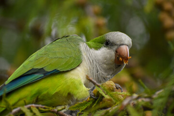 portrait of a cute monk parakeet  (Myiopsitta monachus)