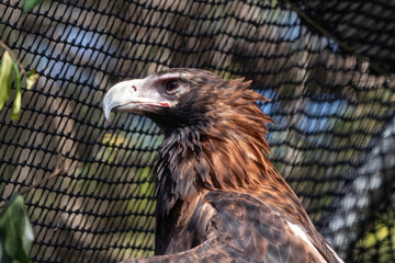 Close up Wedged Tailed Eagle