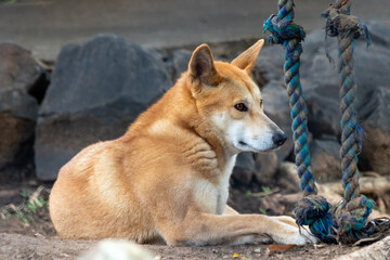 Dingo Laying on ground