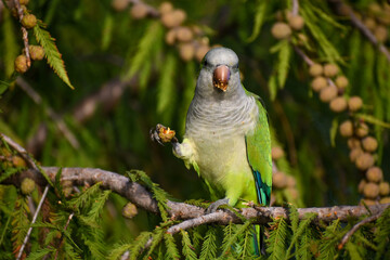 cute monk parakeet  (Myiopsitta monachus)