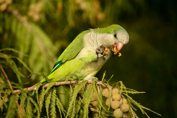 cute monk parakeet  (Myiopsitta monachus)
