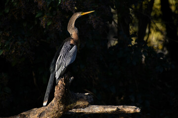 anhinga (anhinga anhinga) perching and drying its feathers