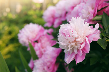 Blooming peony plant with beautiful pink flowers outdoors, closeup. Space for text