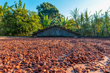 farm drying cocoa in the sun © UedenLuz