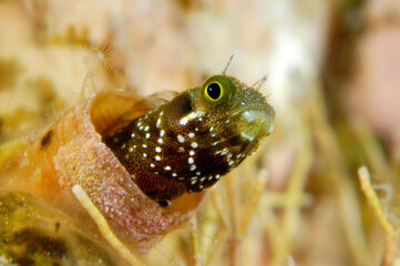 Obraz premium Spinyhead blenny in honduras