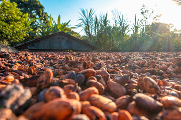 farm drying cocoa in the sun