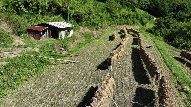 Rustic shack and fresh harvested rice dries in sun on traditional farm