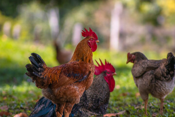 free range chickens on site