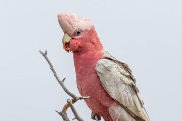 Galah Cockatoo in South Australia