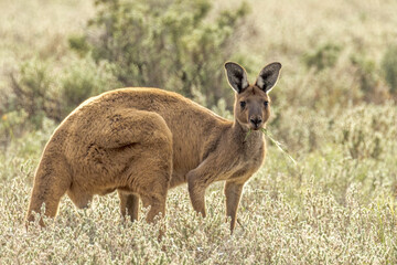 Red Kangaroo in South Australia