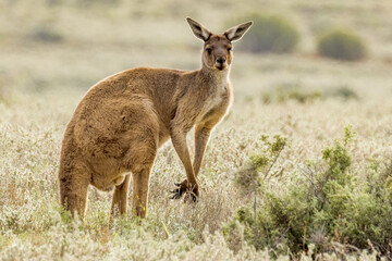 Naklejka na ściany i meble Red Kangaroo in South Australia