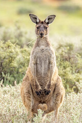 Red Kangaroo in South Australia