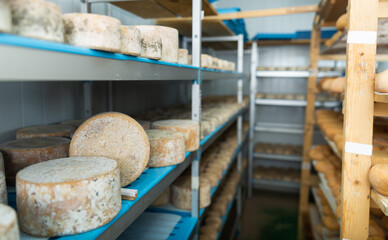 Interior of cheese maturing storehouse on dairy factory with abundance of wheels of goat cheese..