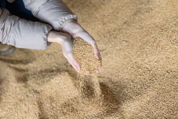 Hands of female farmer holding handful of grinded soy husk on background of large pile. Healthy...