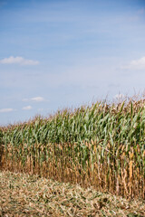 corn ready to be harvested