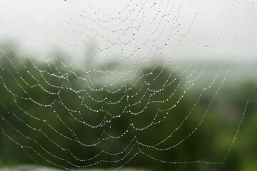 Beautiful natural background with a necklace of water drops on a cobweb in the grass in spring...