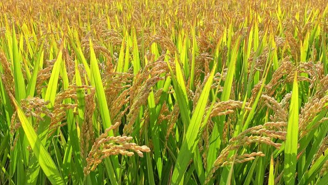 rice field