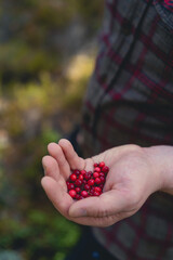 Cowberries on a man's hand
