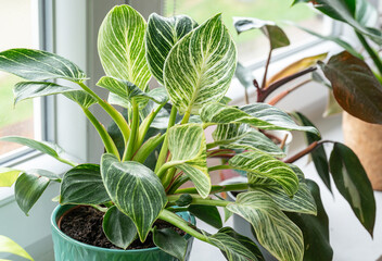 Close up of green leaf of philodendron birkin or new wave. plant in a pot on the windowsill at home. indoor gardening - obrazy, fototapety, plakaty