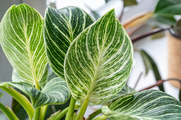 Close up of green leaf of philodendron birkin or new wave. plant in a pot on the windowsill at...