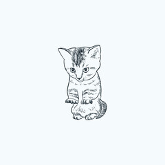 Vintage hand drawn sketch baby cat kitten