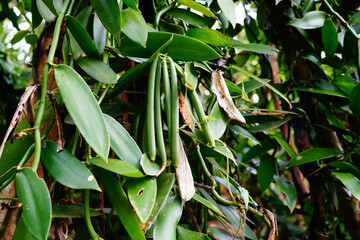 Selective focus Naturally Grown Vanilla , Fresh Vanilla pods from farm and hand picked by local farmers, Vanilla Fargrans (Salish) Ames, Vanilla Planifolia.