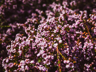 Fototapeta premium flowers in the garden