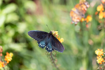 Papilio polyxenes spicebush black swallowtail butterfly flutters colorful blue wings while balancing on a flower bloom full of pollen