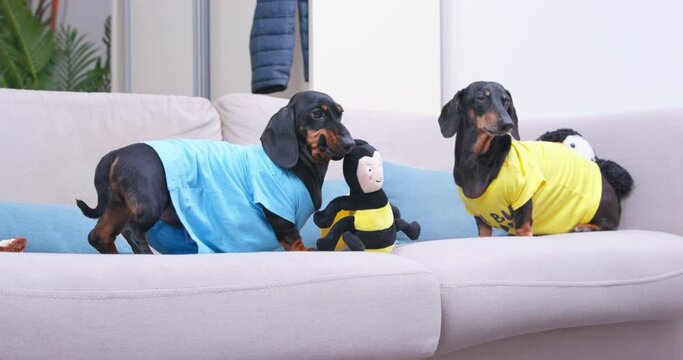 Dachshund dogs fight for plush bee on grey sofa distracting on owner. Playful domestic pets dressed in colorful t-shirts have fun with toy close view