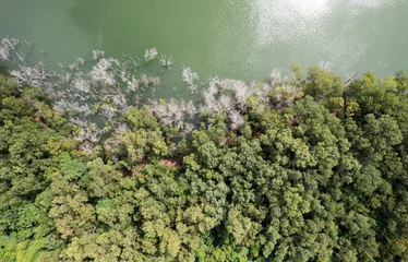 Tuinposter Amazing nature green background Top view of forest trees and river lake, Ecosystem and healthy environment concept and nature background © panya99