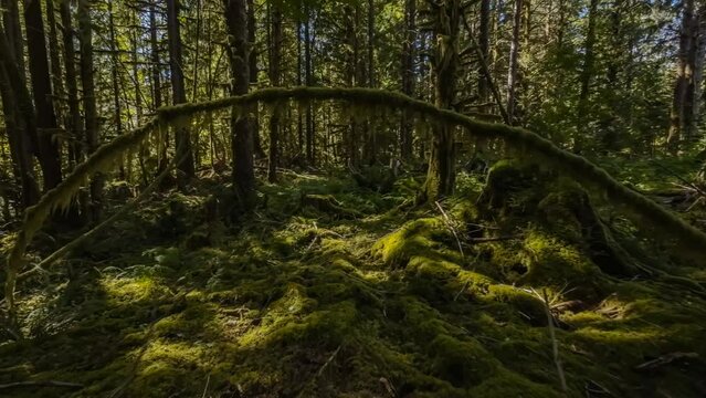Moving through the Hoh Rainforest on the Washington Olympic Peninsula; 4k footage