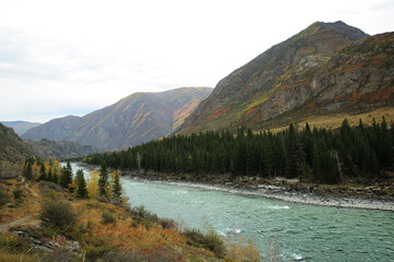 Fototapeta premium A beautiful turquoise river flows through the autumn valley along a mountain range covered with coniferous forest.